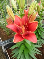 [5016 Tiny Rocket No01.JPG]